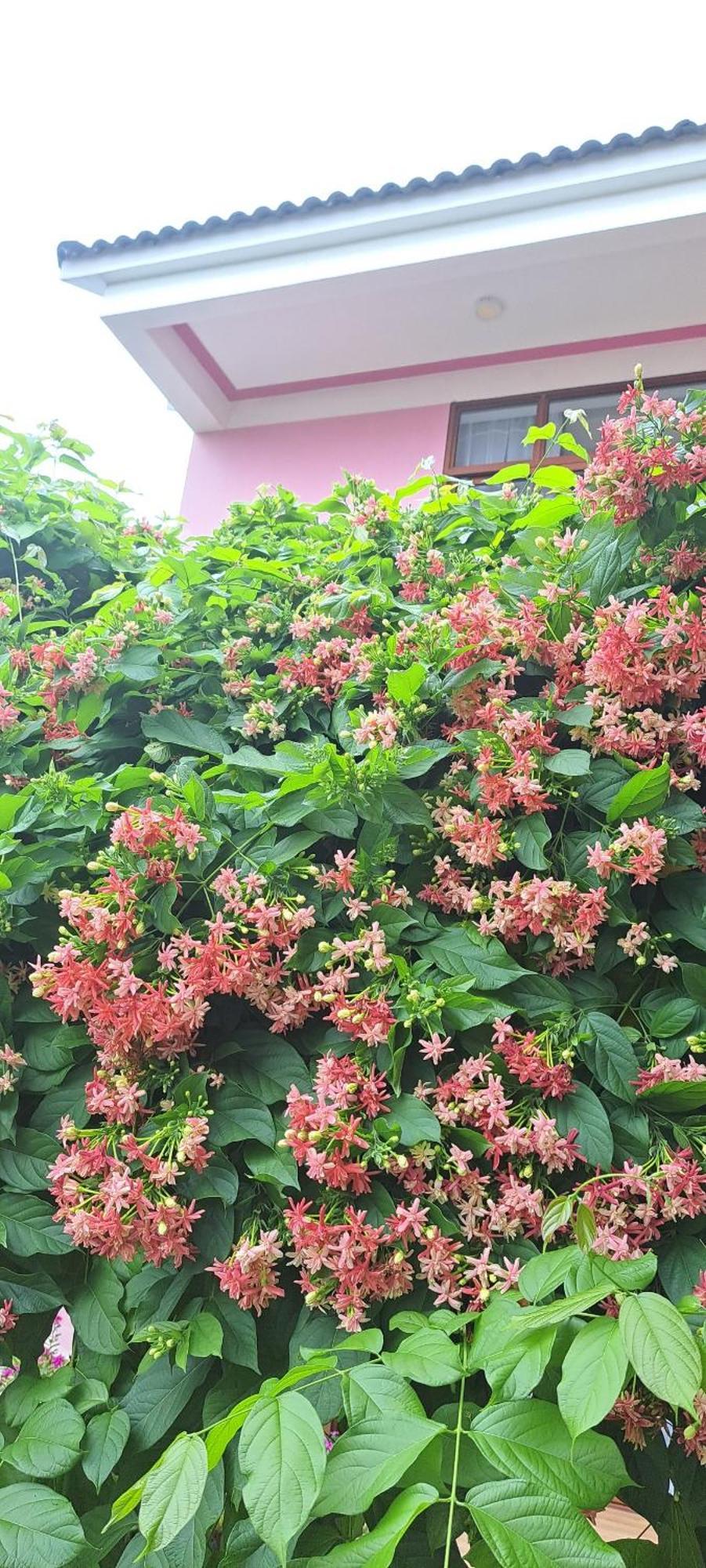 Pink House Homestay Hoi An Exterior foto